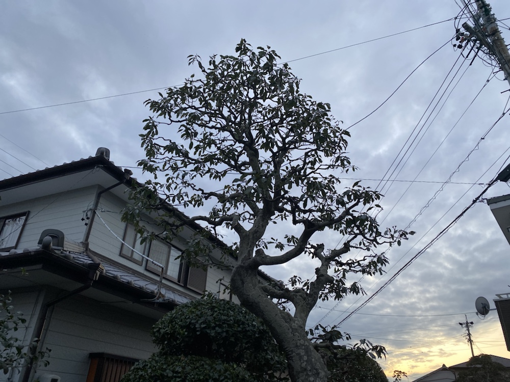 磐田市で造園業 剪定作業をしてきました 磐田市で剪定など庭の管理ならヒラグリーン